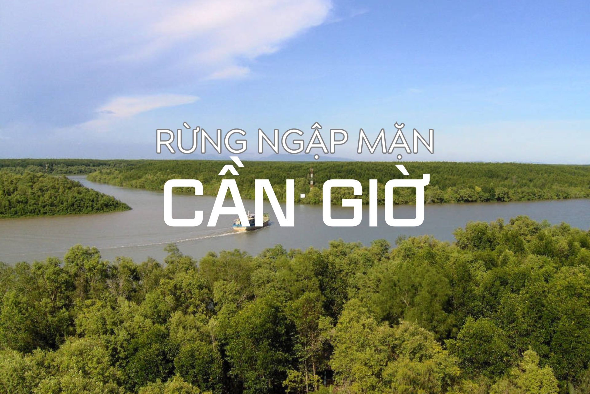 Rừng ngập mặn Cần Giờ – “lá phổi xanh” của Sài Gòn